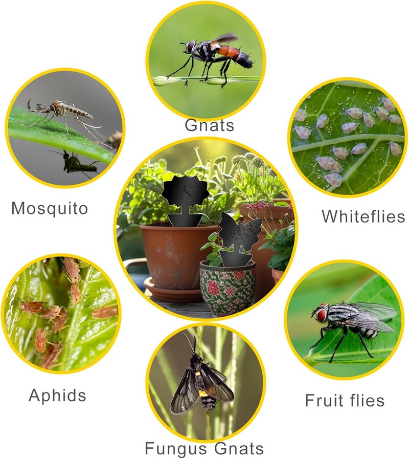 Boromine Fruit Fly Traps, 100 Pack Black Sticky Traps, Fungus Gnat Traps, Plant Fly Stickers for Indoor and Outdoor Use Protect The Plant - Image 4